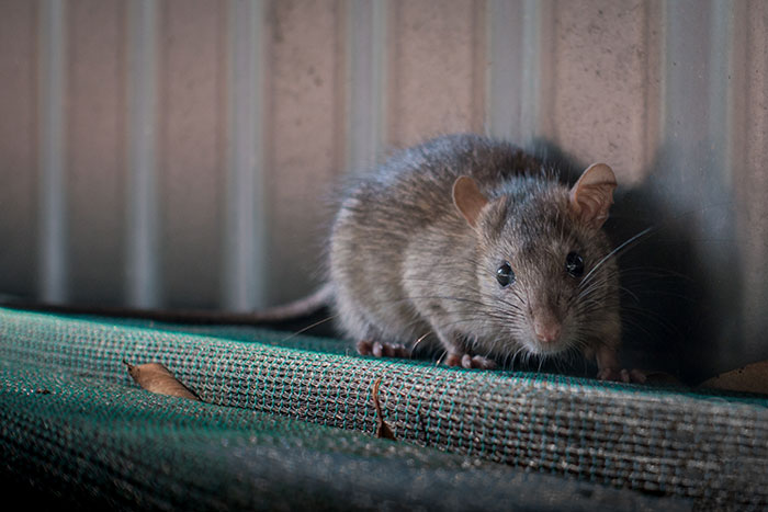 Rat Exterminator North Richland Hills TX - Buzz Kill Pest Control