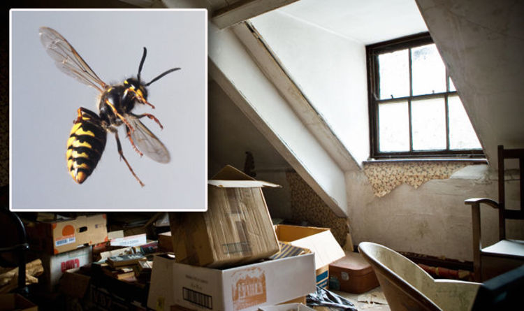 Symptoms of Wasps