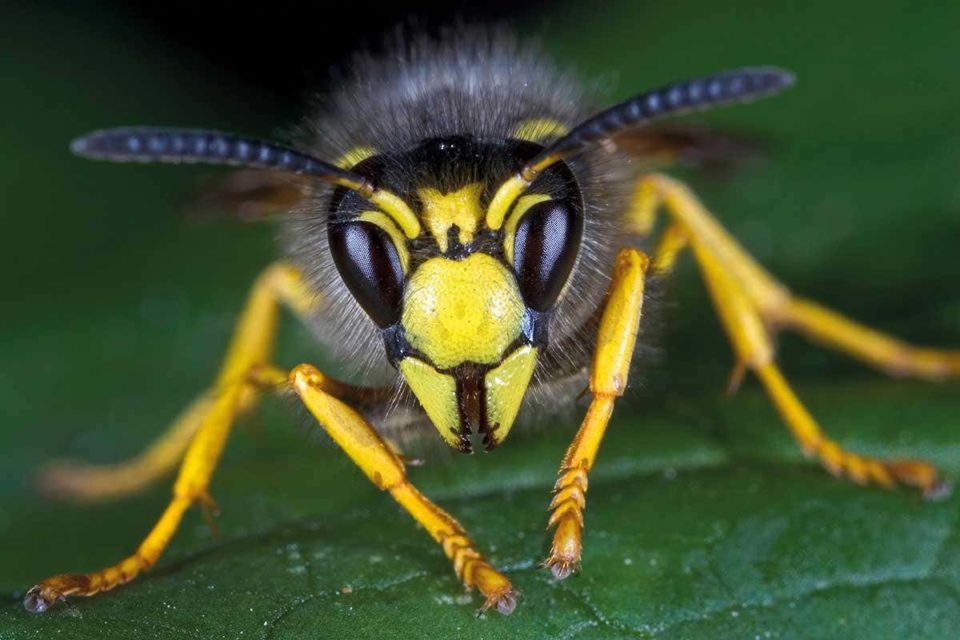 Wasp